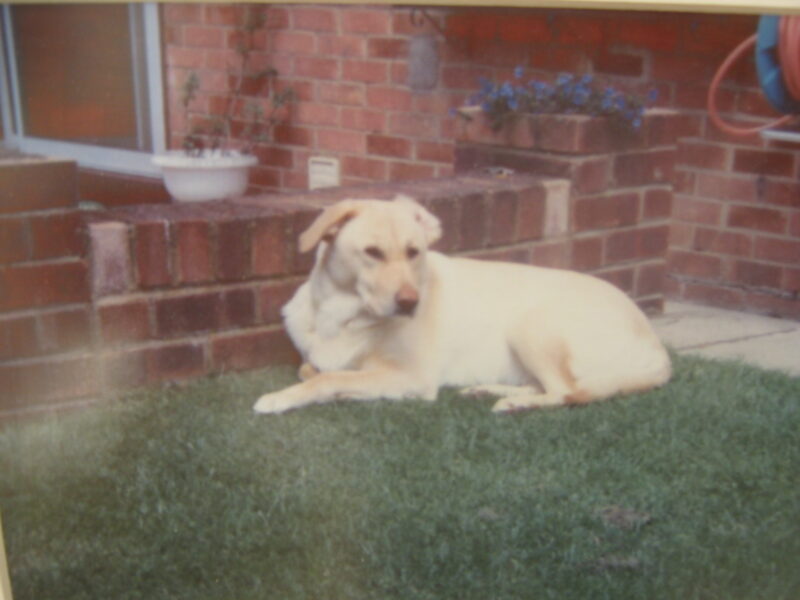 dog sat down on grass