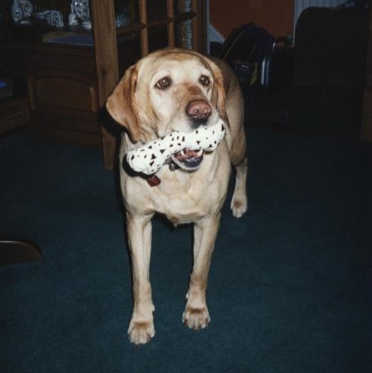 golden labrador with toy in its mouth