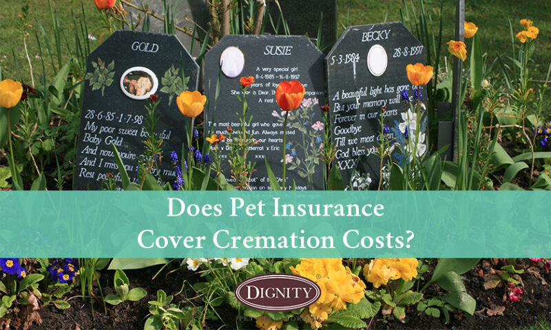 does-pet-insurance-cover-cremation-costs-dignity-pet-crematorium