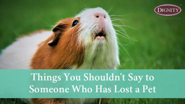 things-you-shouldn-t-say-to-someone-who-has-lost-a-pet-dignity-pet