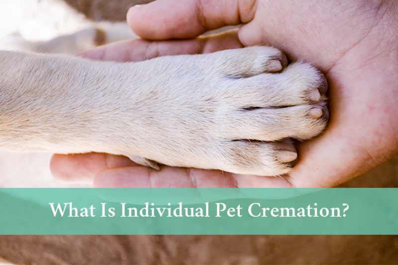 What Is Individual Pet Cremation? | Dignity Pet Crematorium